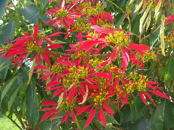 Euphorbia pulcherrima 